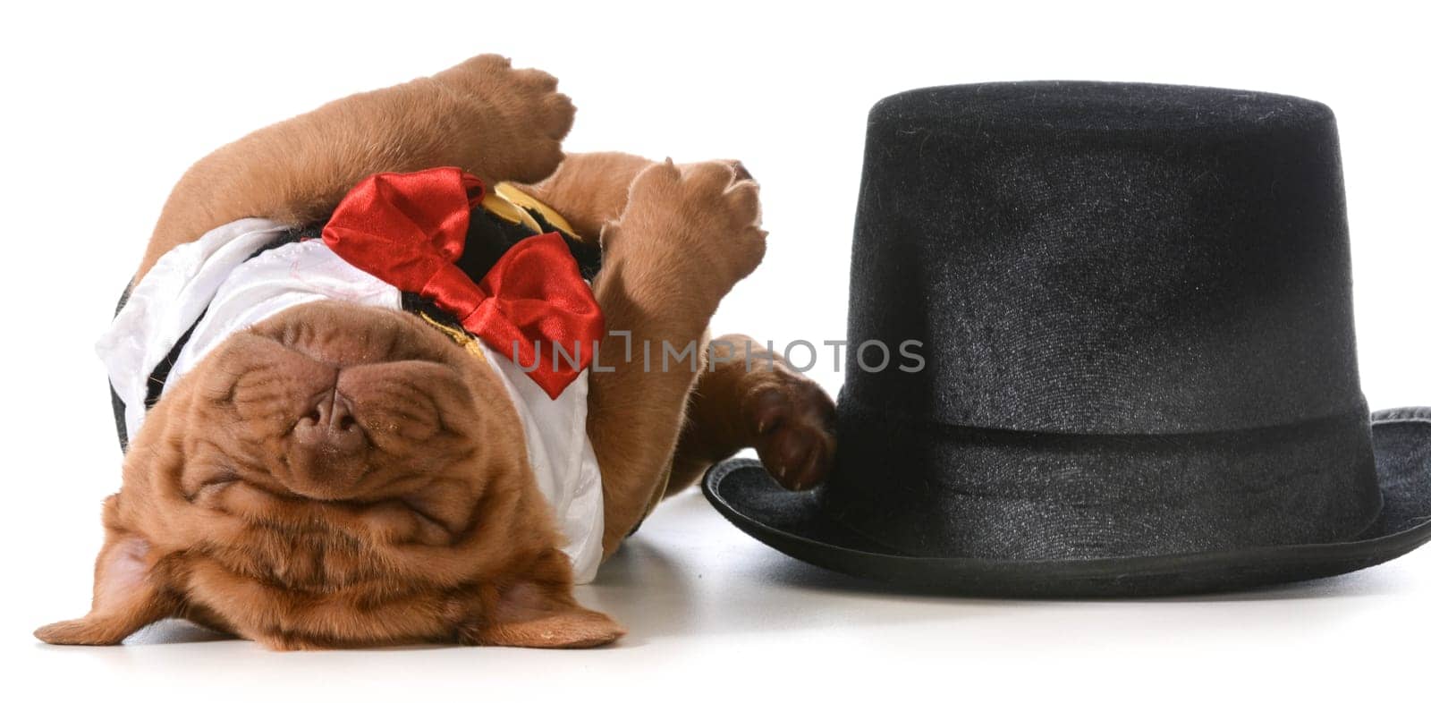 cute puppy - dogue de bordeaux puppy wearing tuxedo laying down sleeping beside tophat