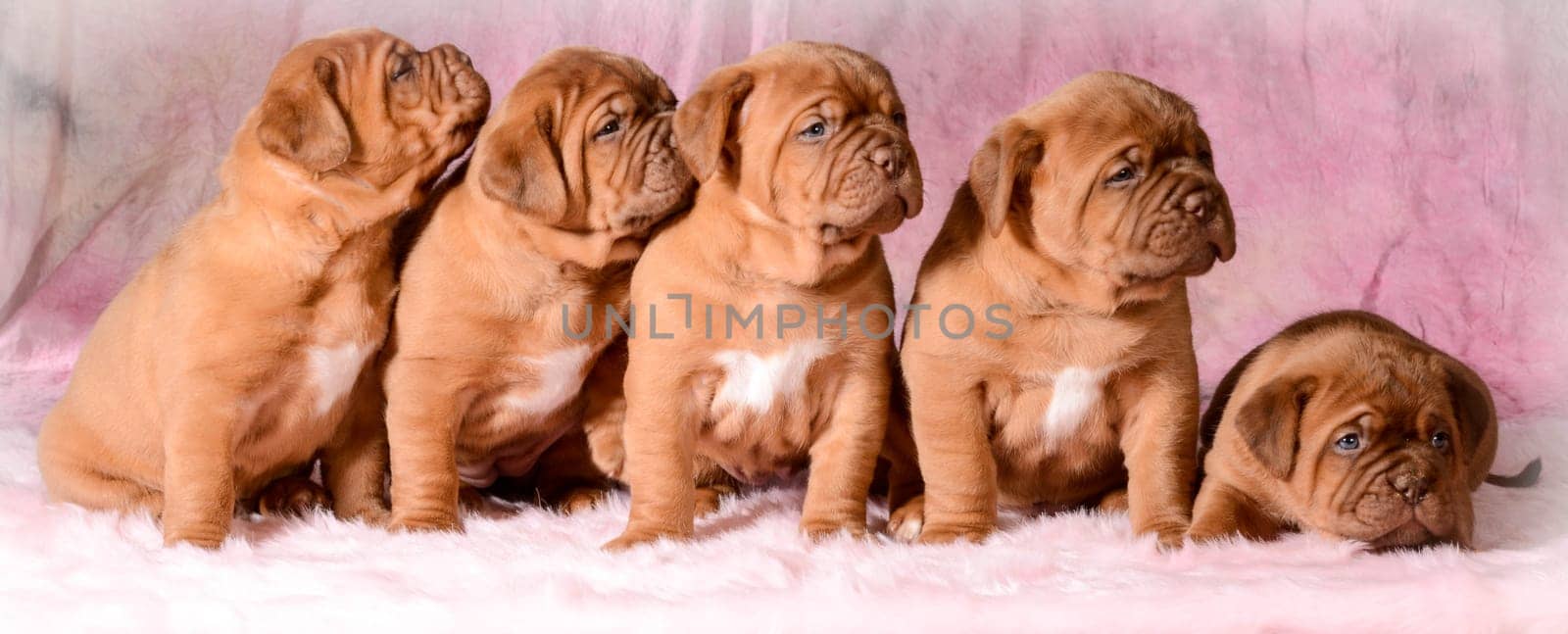 litter of dogue de bordeaux puppies - 5 weeks old