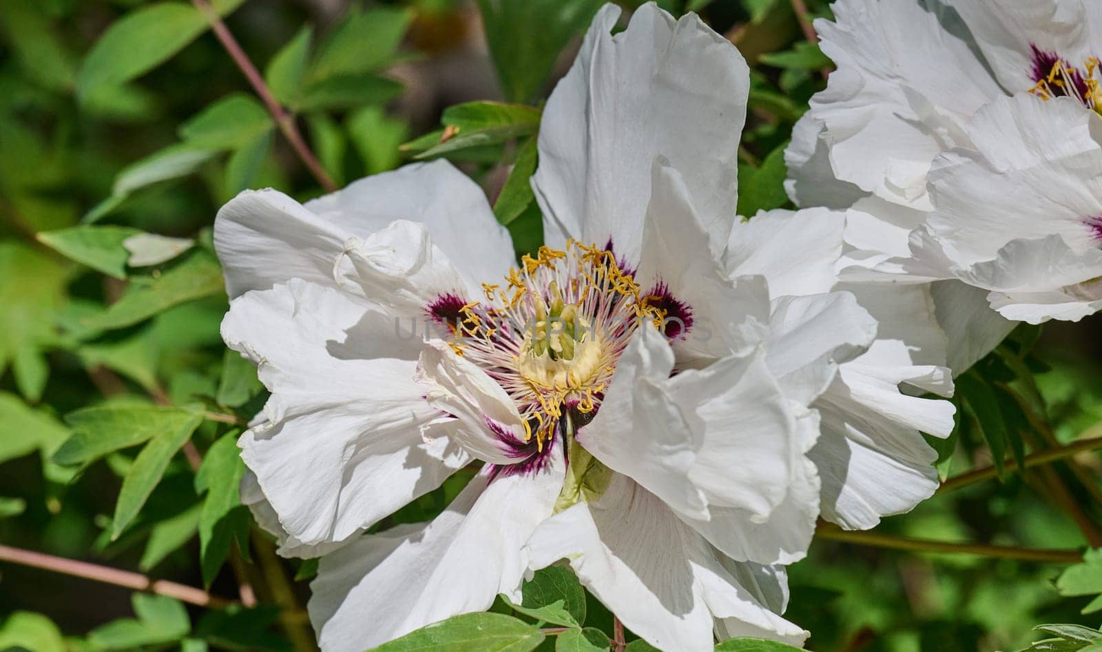 Lush white peony flowers with vibrant yellow stamens, in full bloom amidst dense green foliage in a garden setting