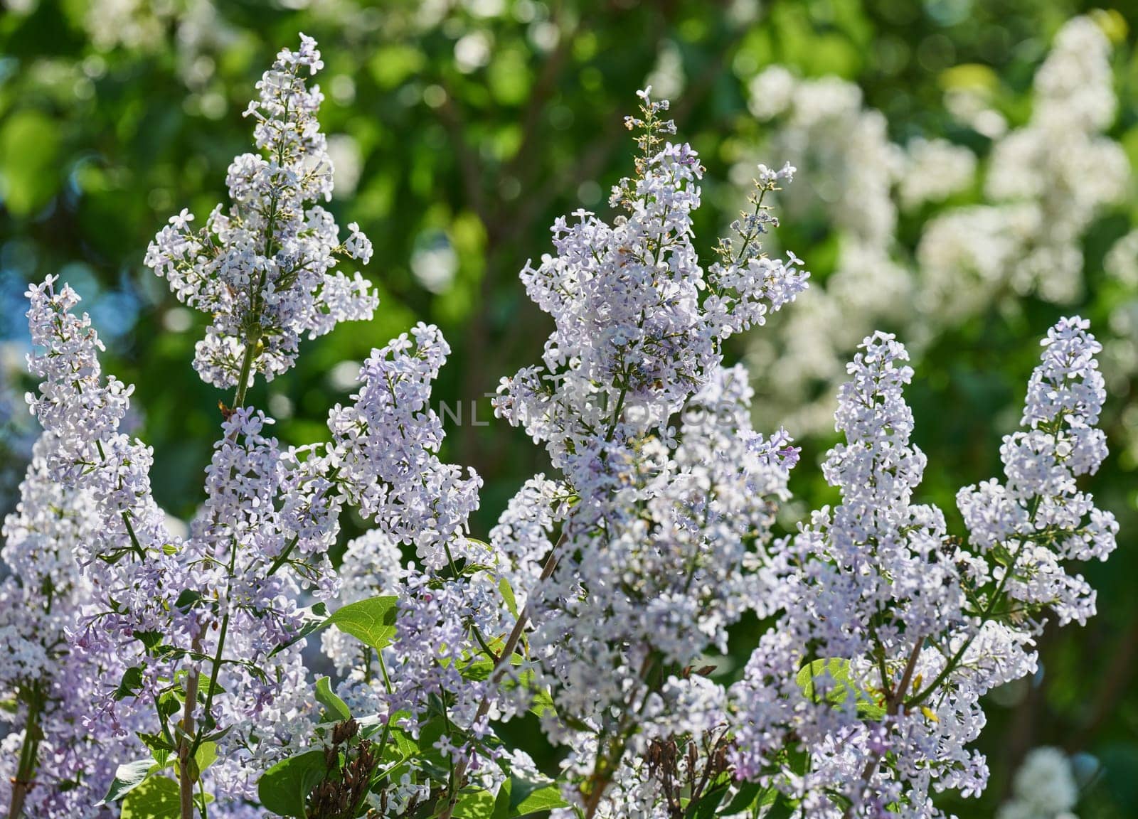 Clusters of purple and light blue lilac flowers Syringa vulgaris blooming in spring