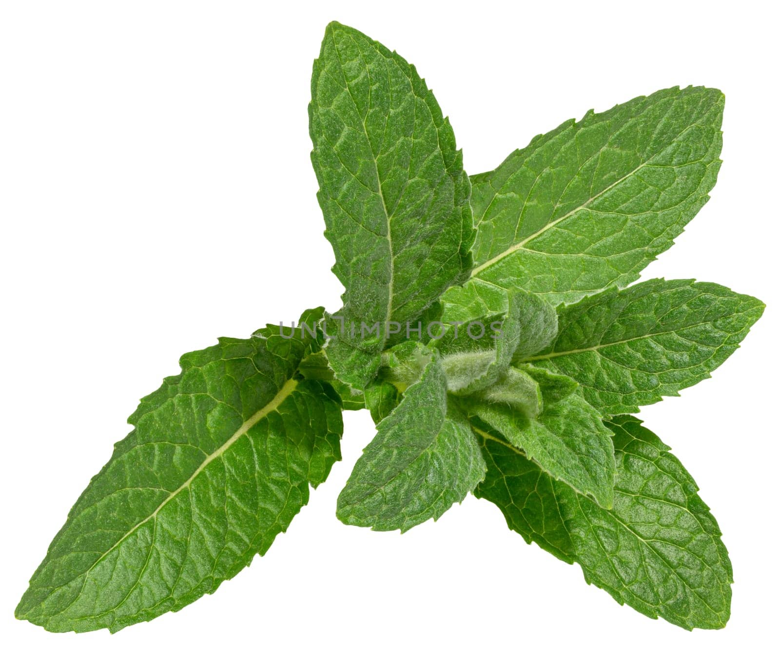 Fresh green mint leaves on isolated background, showing their vibrant color, detailed texture, and natural veining, close up