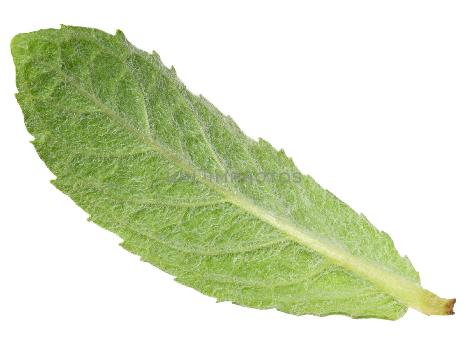 Back side of green mint leaf on isolated background