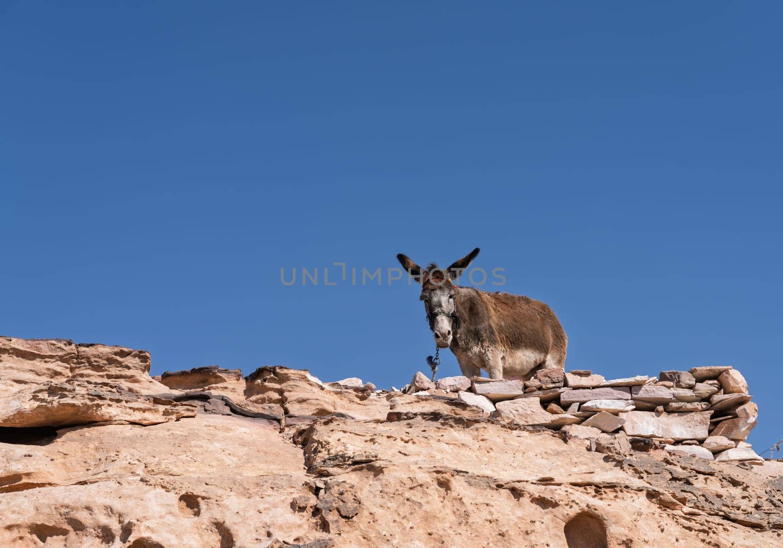 Donkey or mule b y the rocky gorges at the mountain top above Petra close to Ad Deir