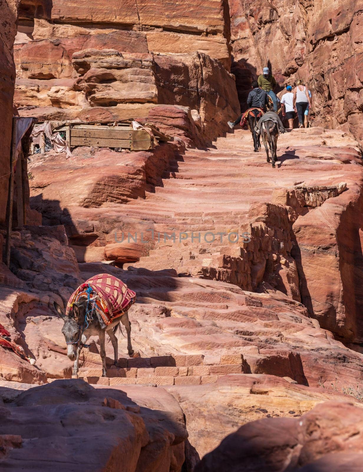 Single donkey or mules walks down staircase on trail to Ad Deir or the Monastery from Petra which is 1.6km and 800 steps