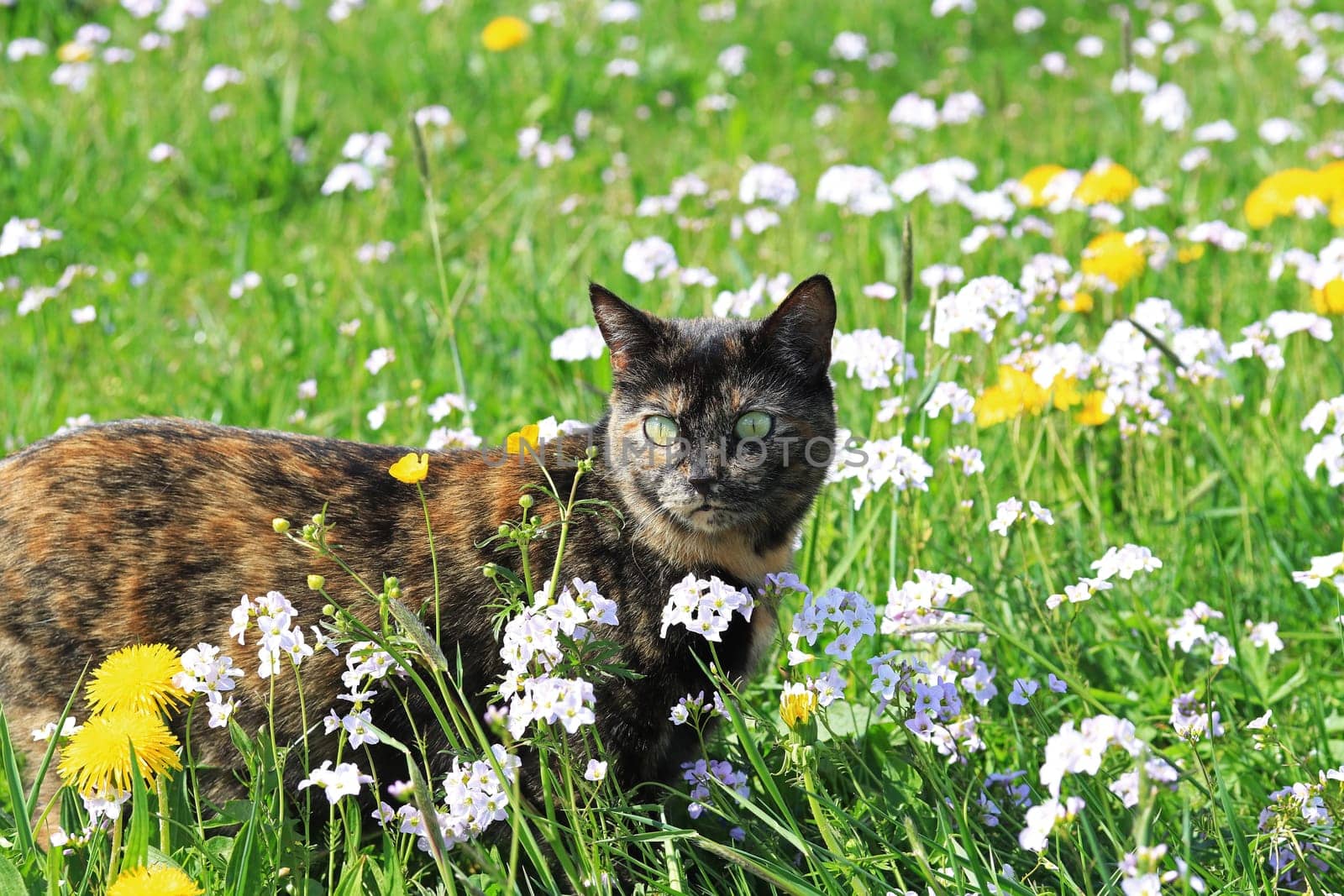 A young tortoiseshell cat enjoys spring in a flower meadow with dandelions and foam flowers