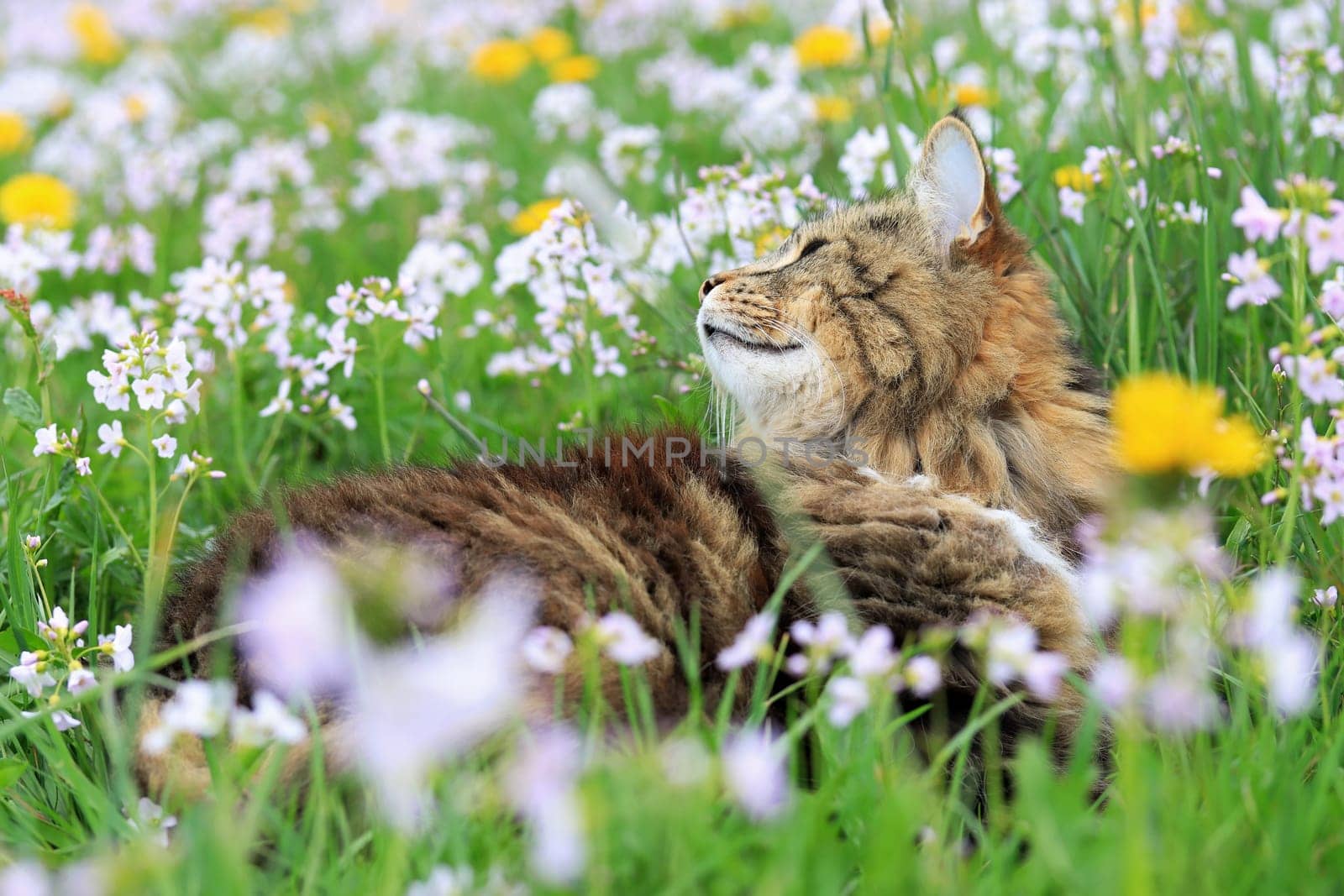 A Norwegian Forest Cat enjoys spring in a flower meadow with dandelions and foam flowers