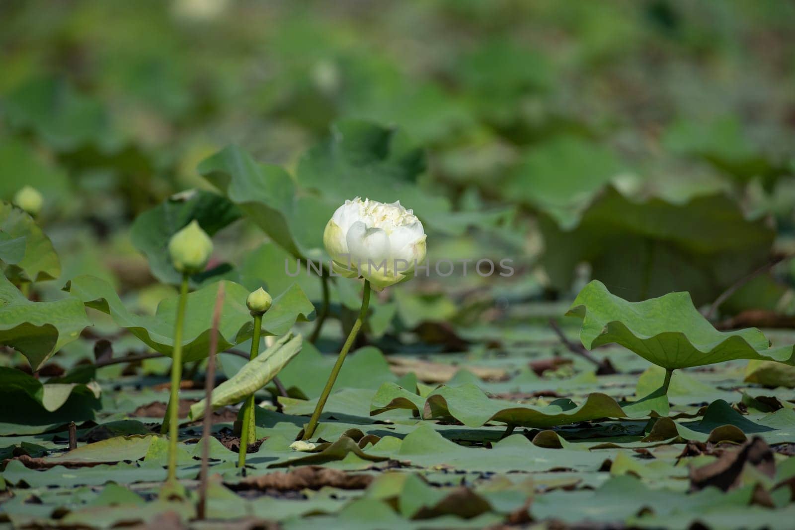 Lotus flower (Lotus or Nelumbo) purple, violet, white and pink color, Naturally beautiful flowers in the garden