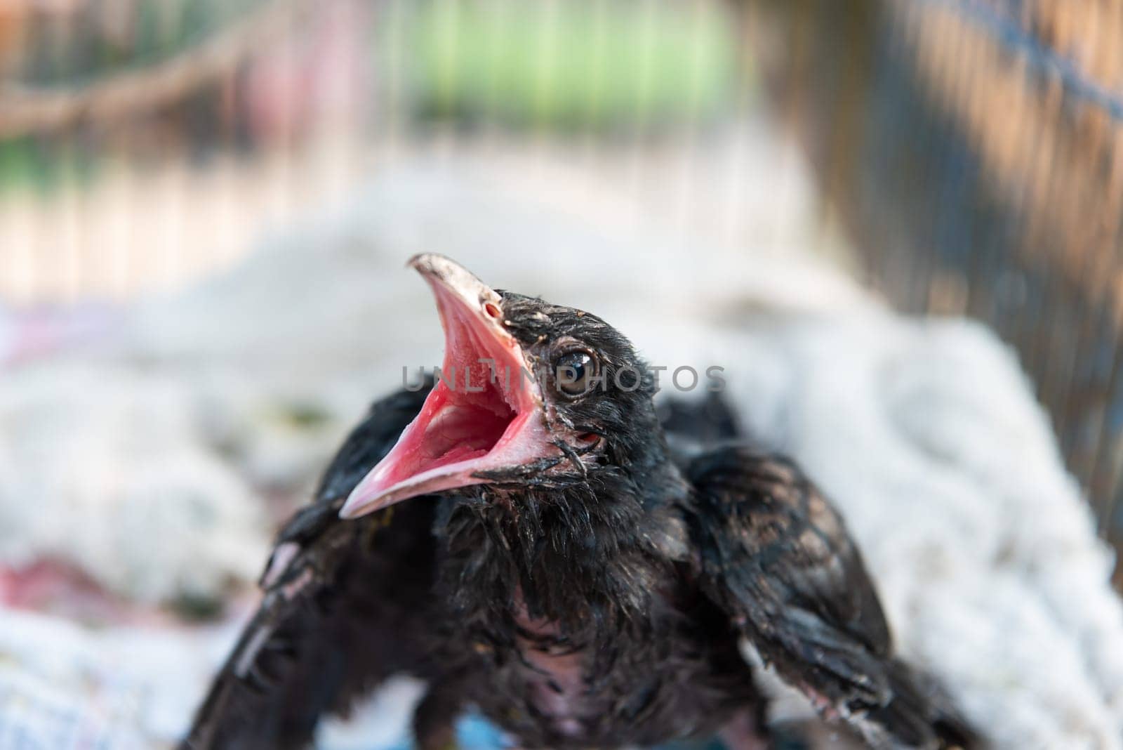 Bird (Asian koel, Eudynamys scolopaceus) Baby bird or chick (nesting) wait foot feeding on a tree in a nature wild