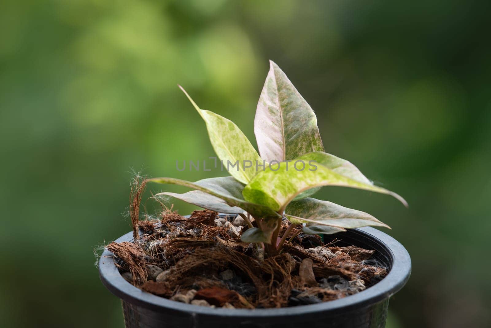 Greenery background, Anthurium Renaissance Variegated, green color of nature plant and leaf environment greenery concept