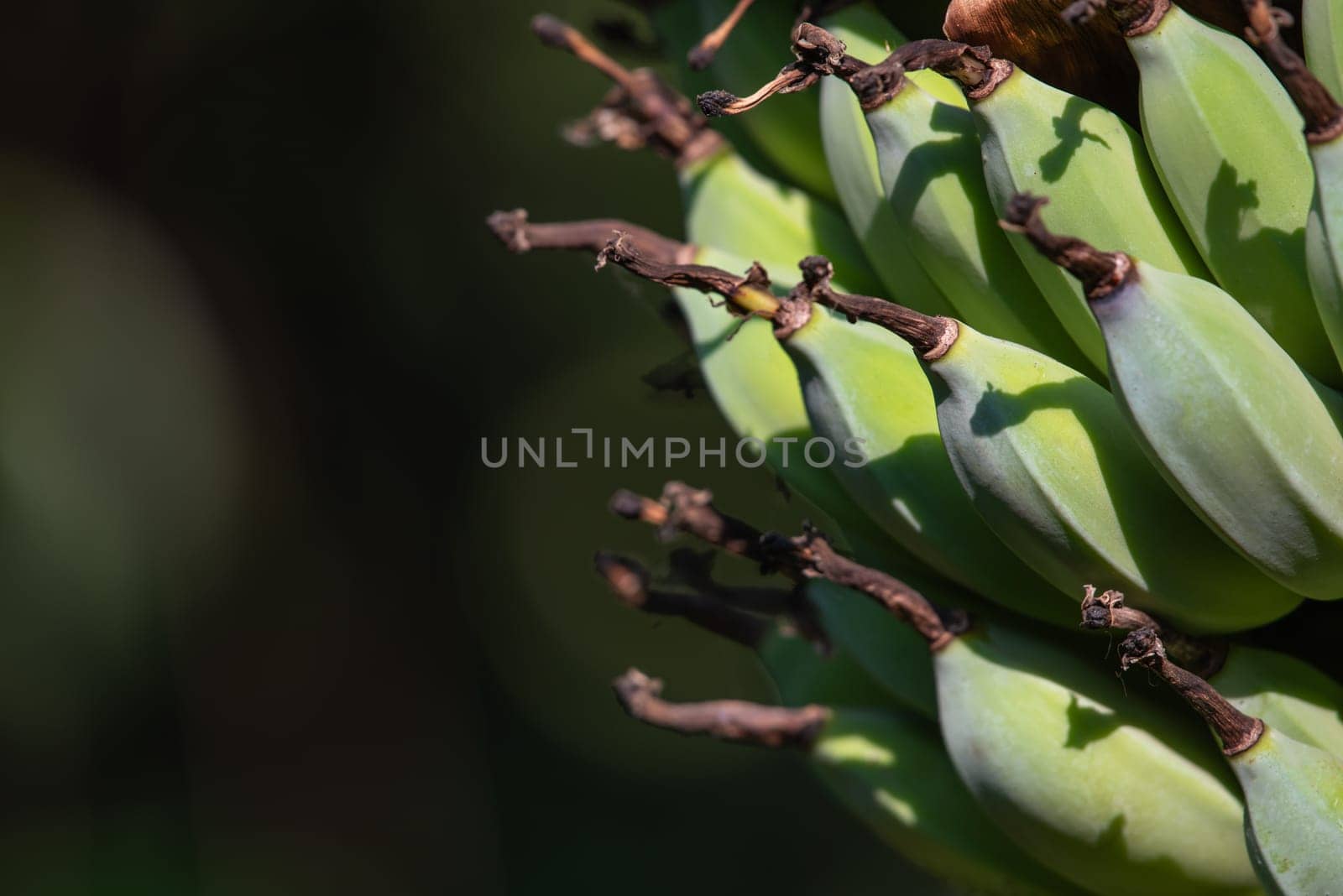 Greenery background, green color of nature plant and leaf environment greenery concept (Banana)