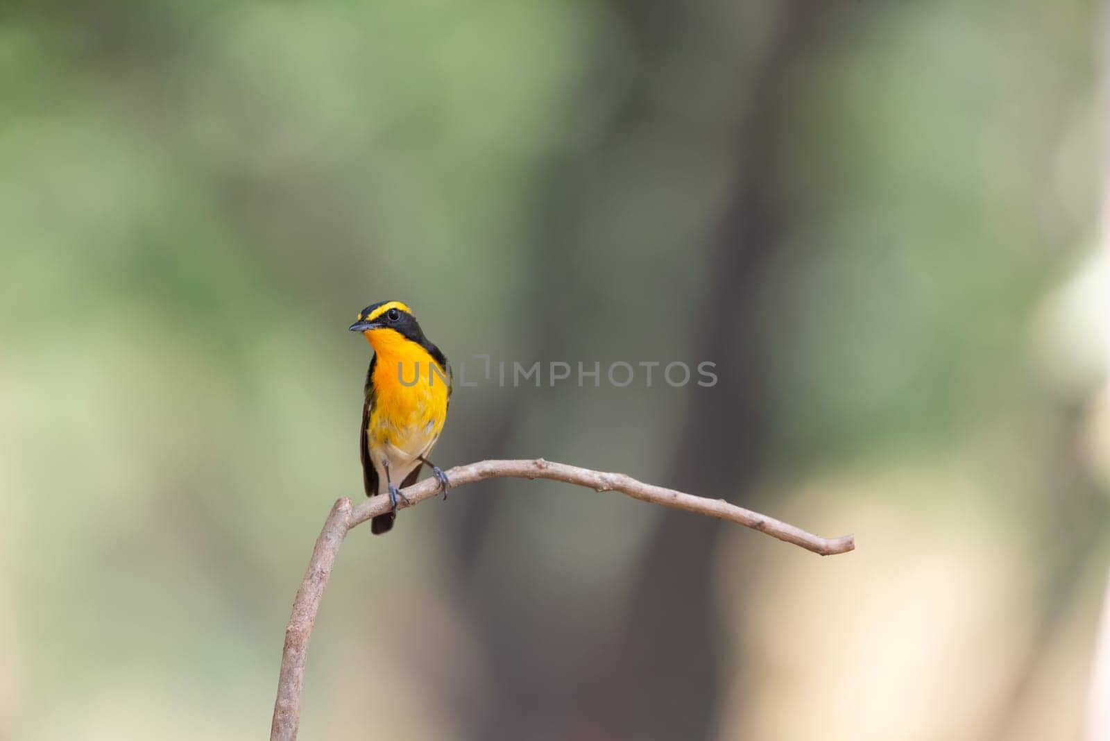 Bird (Narcissus Flycatcher, Ficedula narcissina) male black, orange, orange-yellow color perched on a tree in a nature wild and risk of extinction
