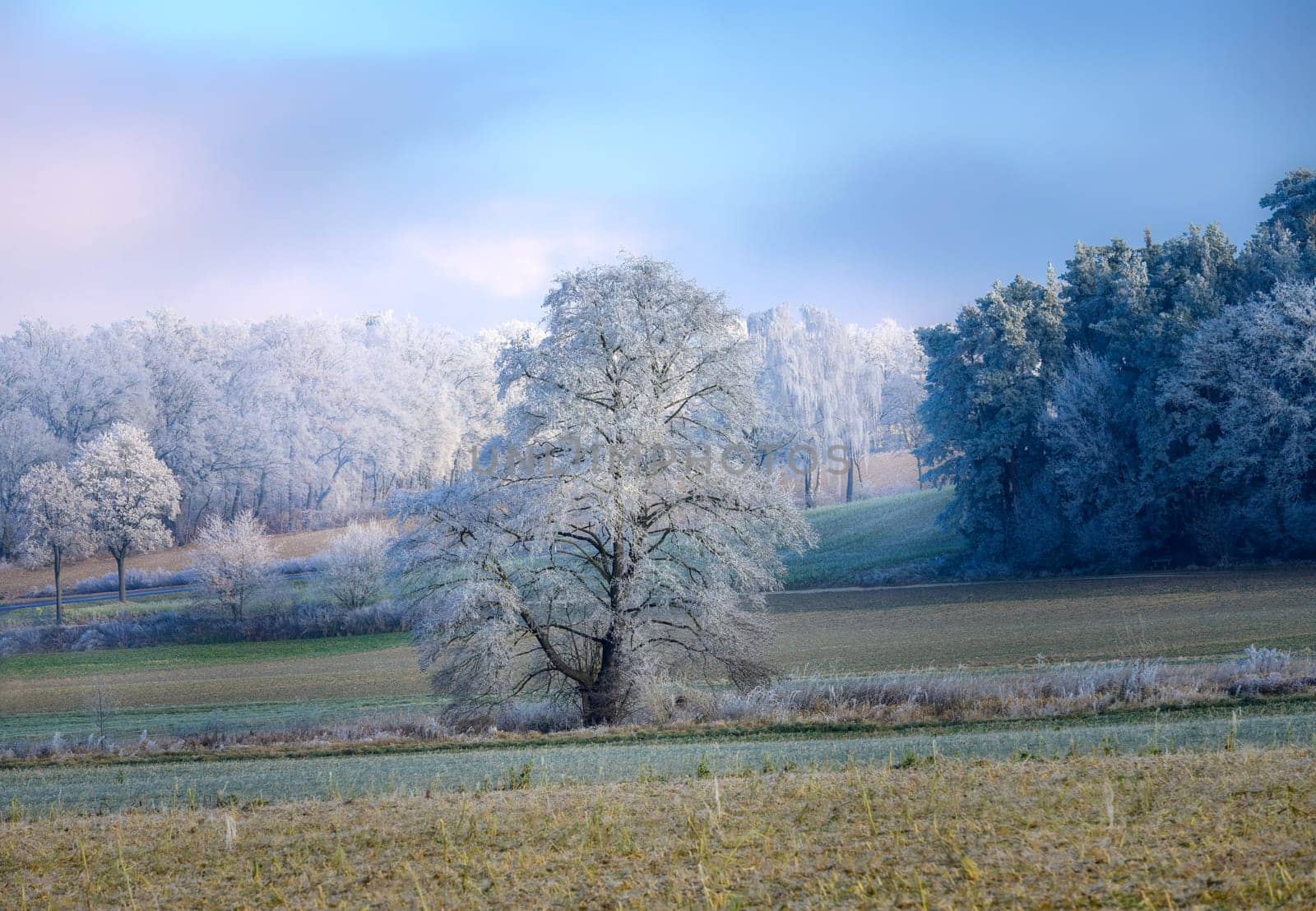 Single frosted tree in a foggy winter landscape in Bavaria seen in Schrobenhausen (Bavaria, Germany)