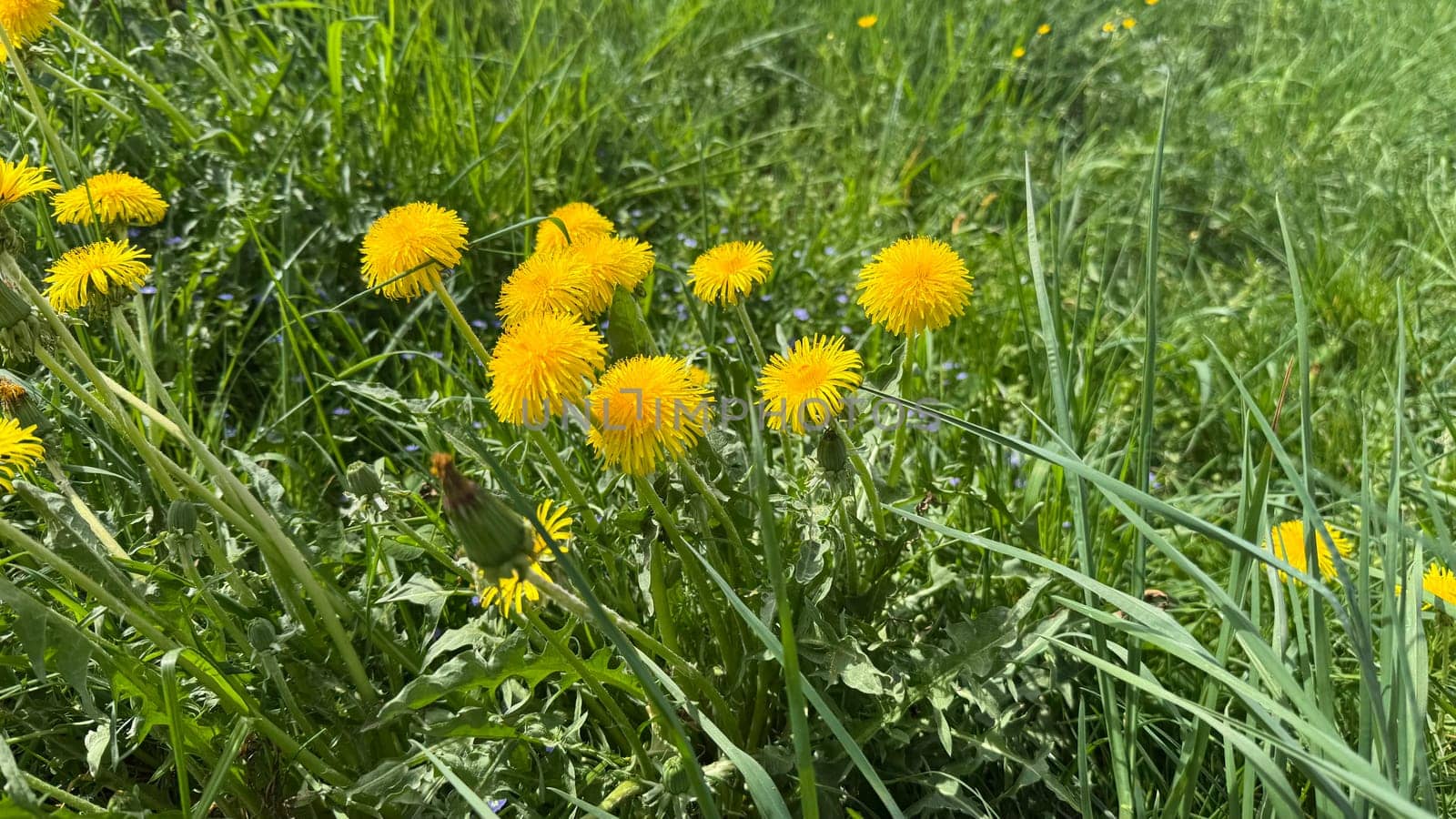 Vibrant yellow dandelions bloom amidst lush green grass under bright sunlight, highlighting the beauty of nature and signaling the arrival of the spring season, promoting healthy living