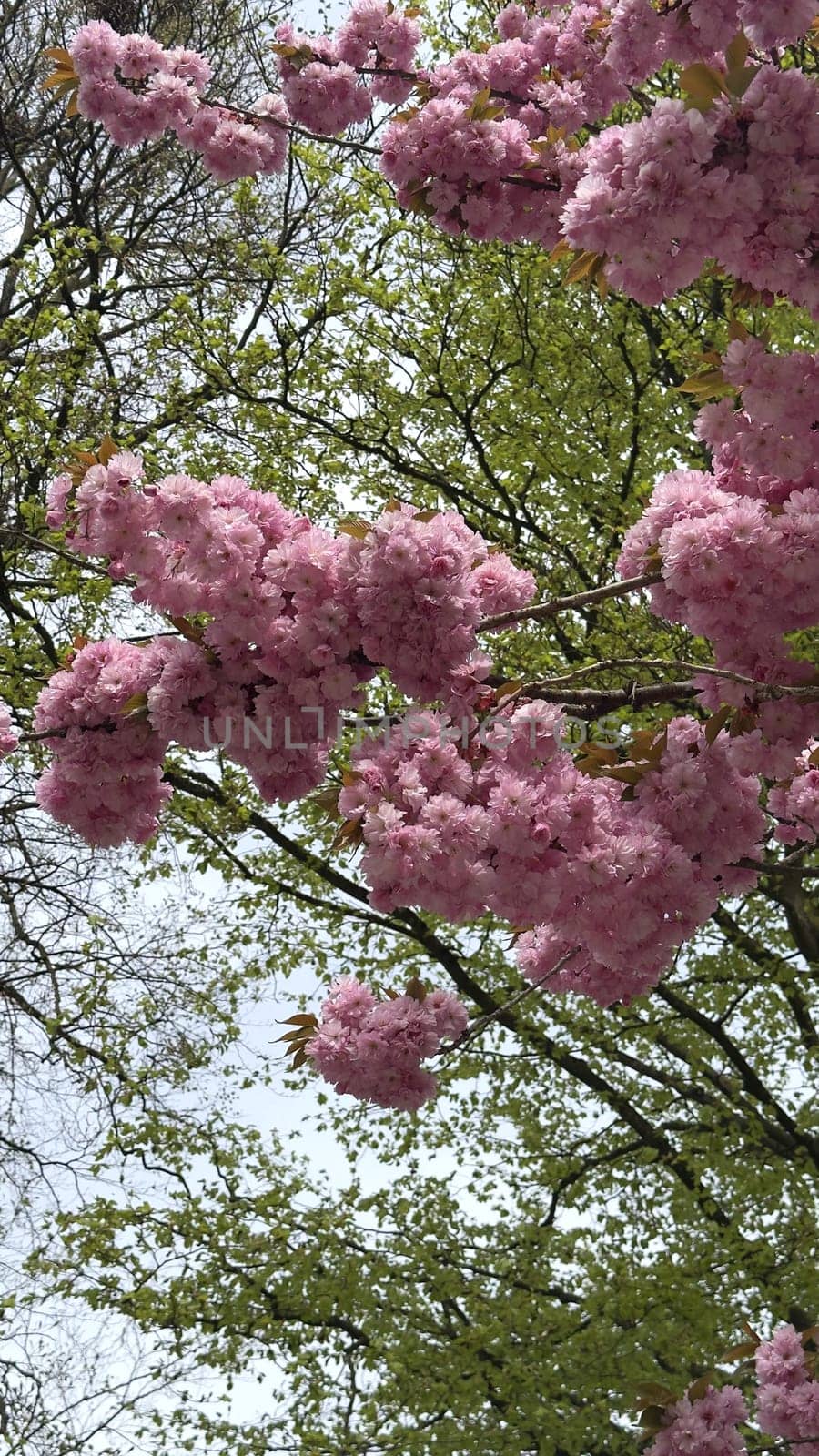 Blossoming cherry, Japanese Sakura trees showcase vibrant pink flowers amidst a lush green backdrop, creating a picturesque scene that highlights the beauty of nature and the arrival of springtime blooms