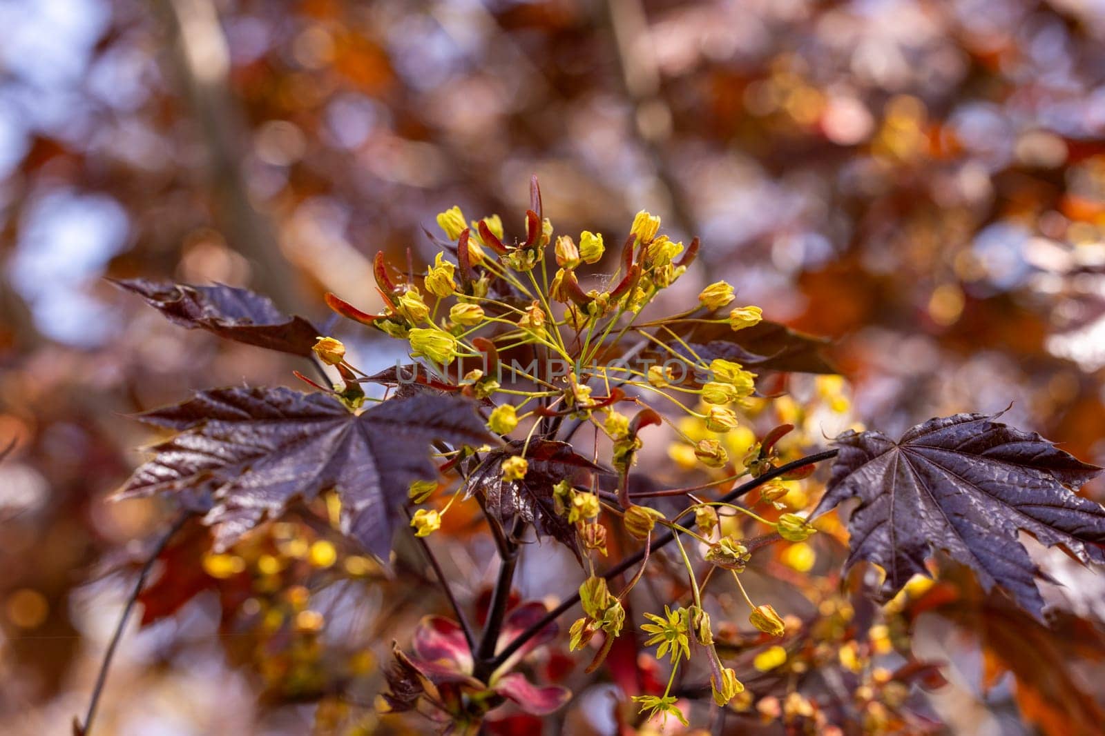 Close up of yellow flowers blooming on a crimson king maple tree with dark red leaves, celebrating the arrival of spring