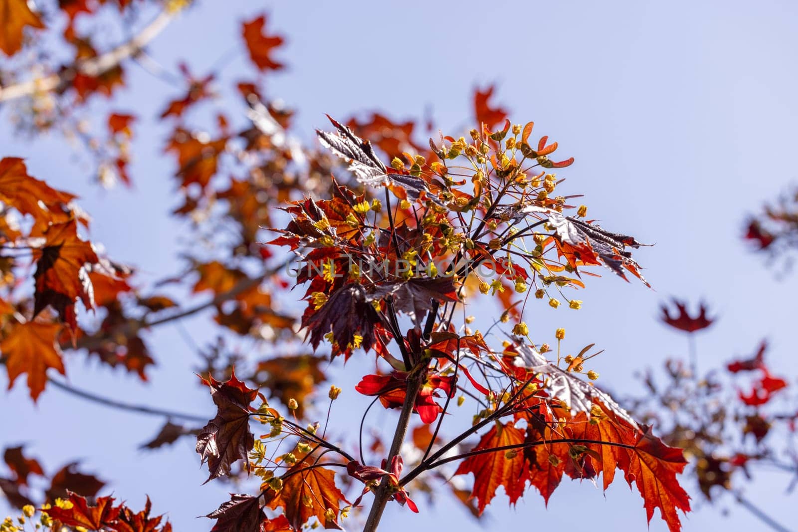 New red maple leaves and vibrant flowers blooming on a tree branch in spring, set against a backdrop of a clear blue sky