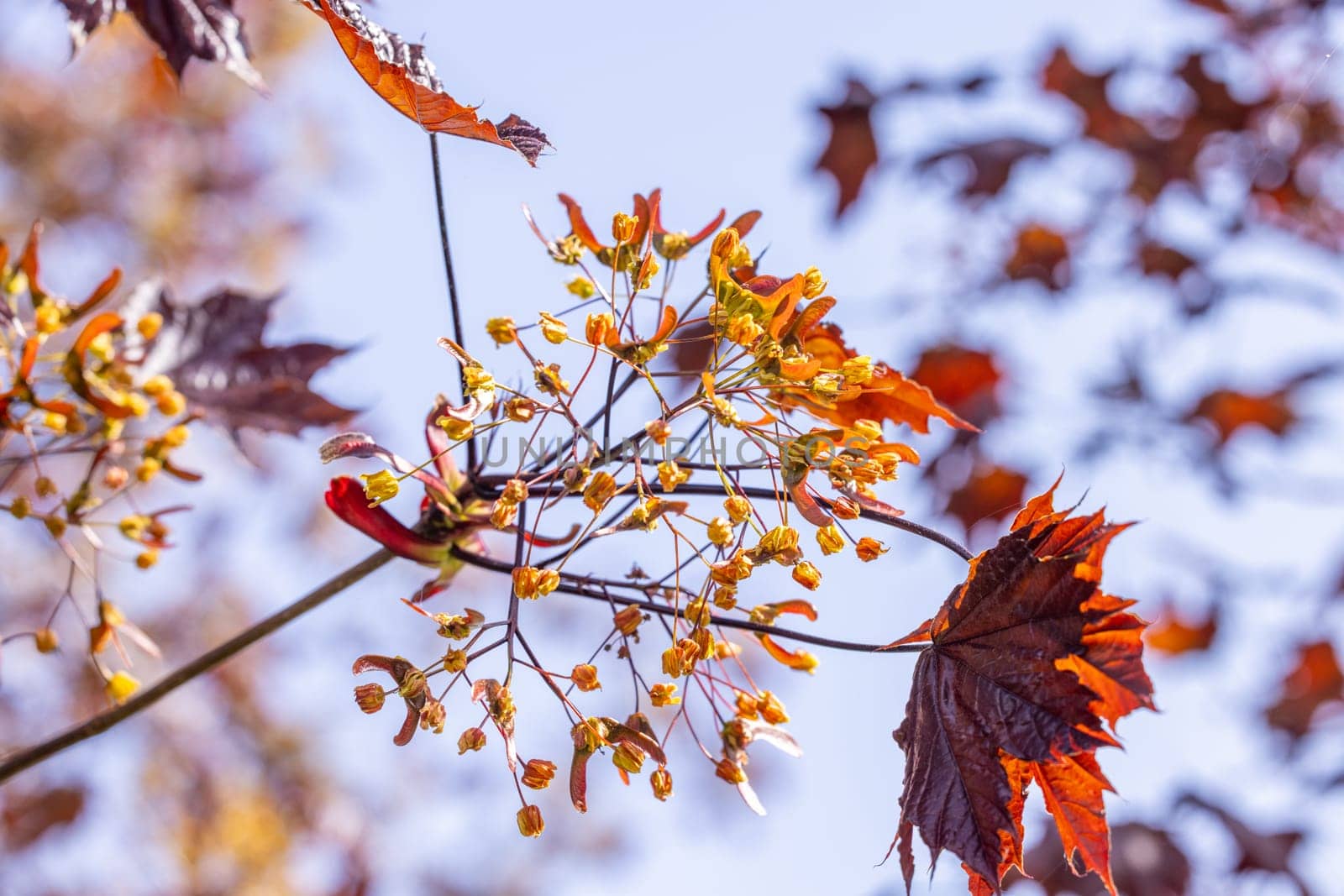 Close up of a red maple tree showing its delicate blossoms and samara seeds against a clear blue sky, capturing the essence of springtime renewal