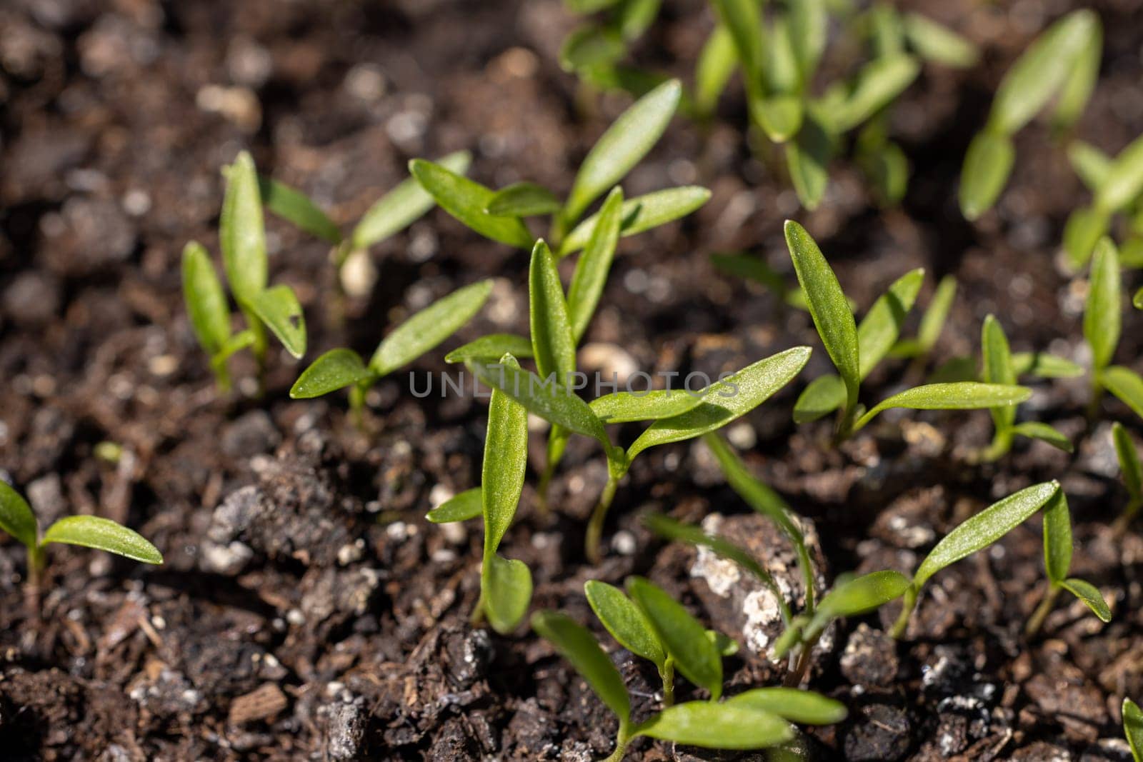 Close up of delicate green seedlings emerging from dark, fertile soil, promising new life and growth