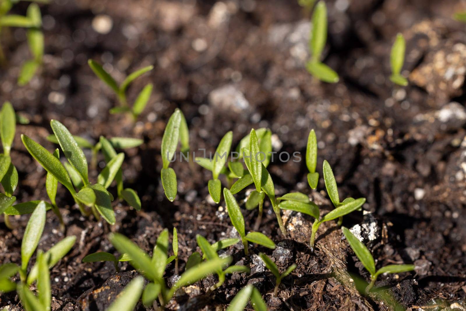 Close up of delicate green seedlings emerging from dark, fertile soil, symbolizing new life and growth
