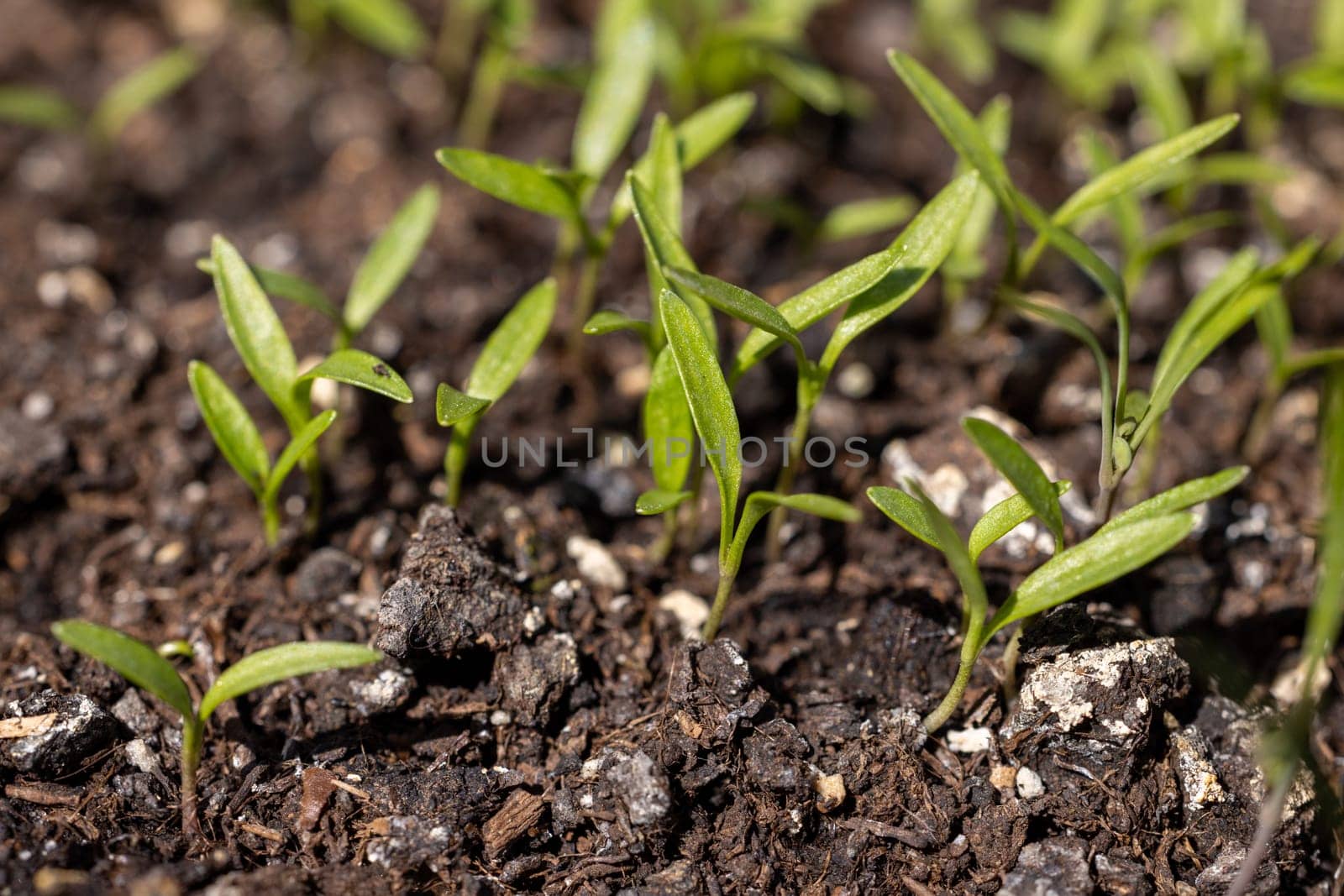 Delicate green sprouts emerging from rich, fertile soil, signaling the promise of new life and vibrant growth in nature's cycle