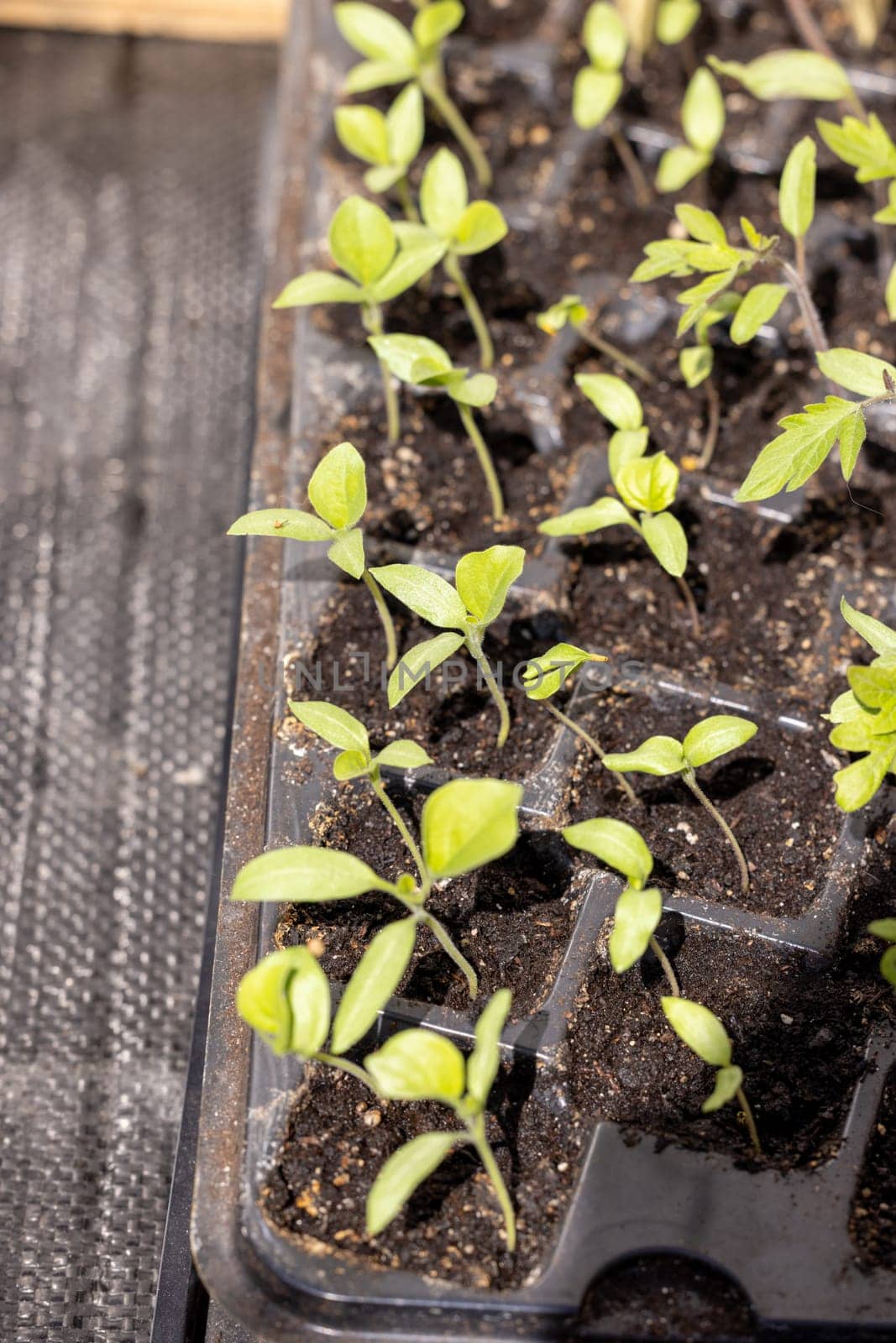 Small green seedlings thriving in a seed tray, eagerly preparing for their journey into the garden for future growth and nourishment