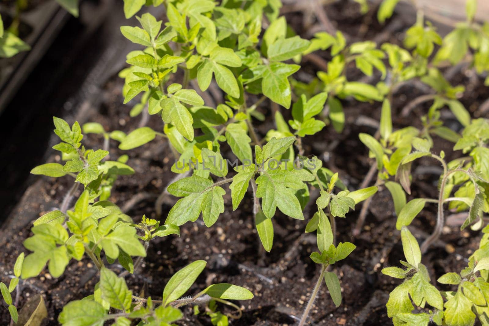 Small tomato seedlings are growing in a seed tray, representing new beginnings and the potential for fresh, homegrown produce