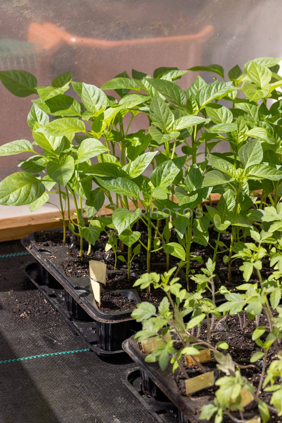 Pepper and tomato seedlings growing in seed trays inside a greenhouse, illuminated by natural sunlight