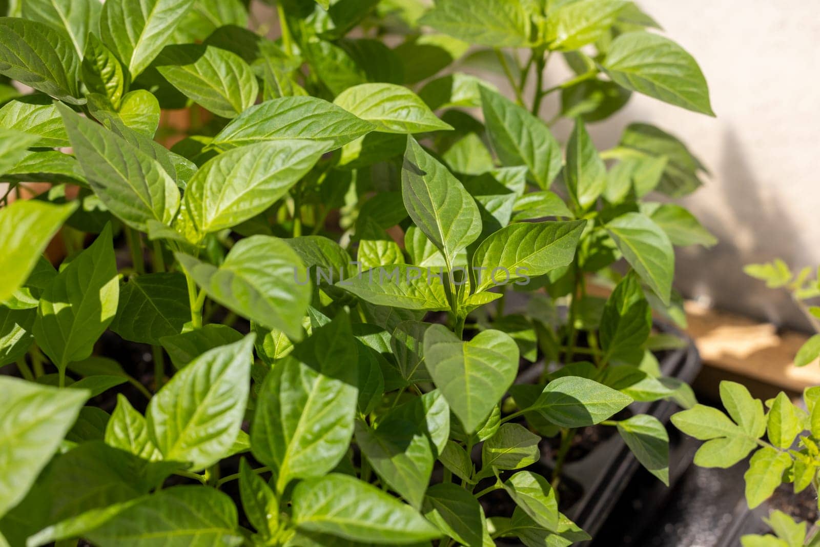 Close up of vibrant green pepper seedlings thriving in a seed tray, showcasing healthy growth and promising a bountiful harvest in a balcony garden setting