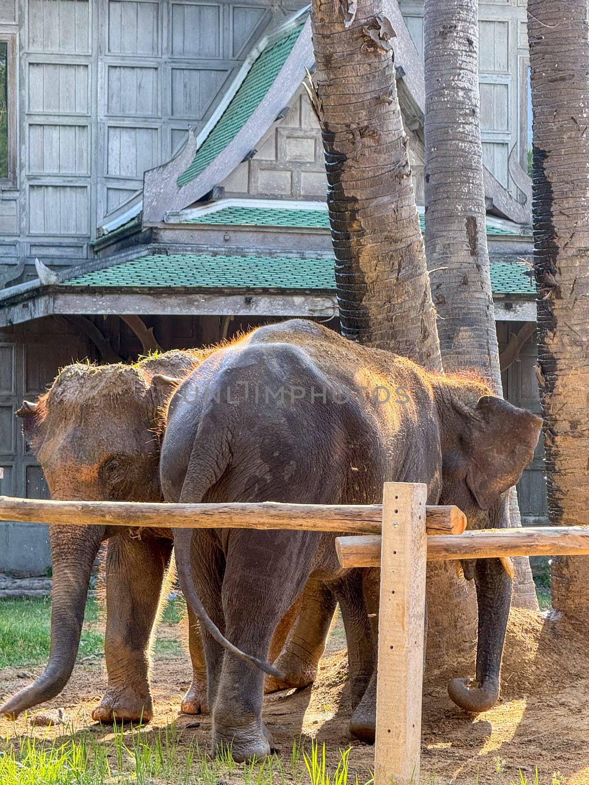 Exotic adorable elephants together in a wildlife park playing around, majestic animals roam a protected nature park. Conservation center for elephant care and protection in Thailand.
