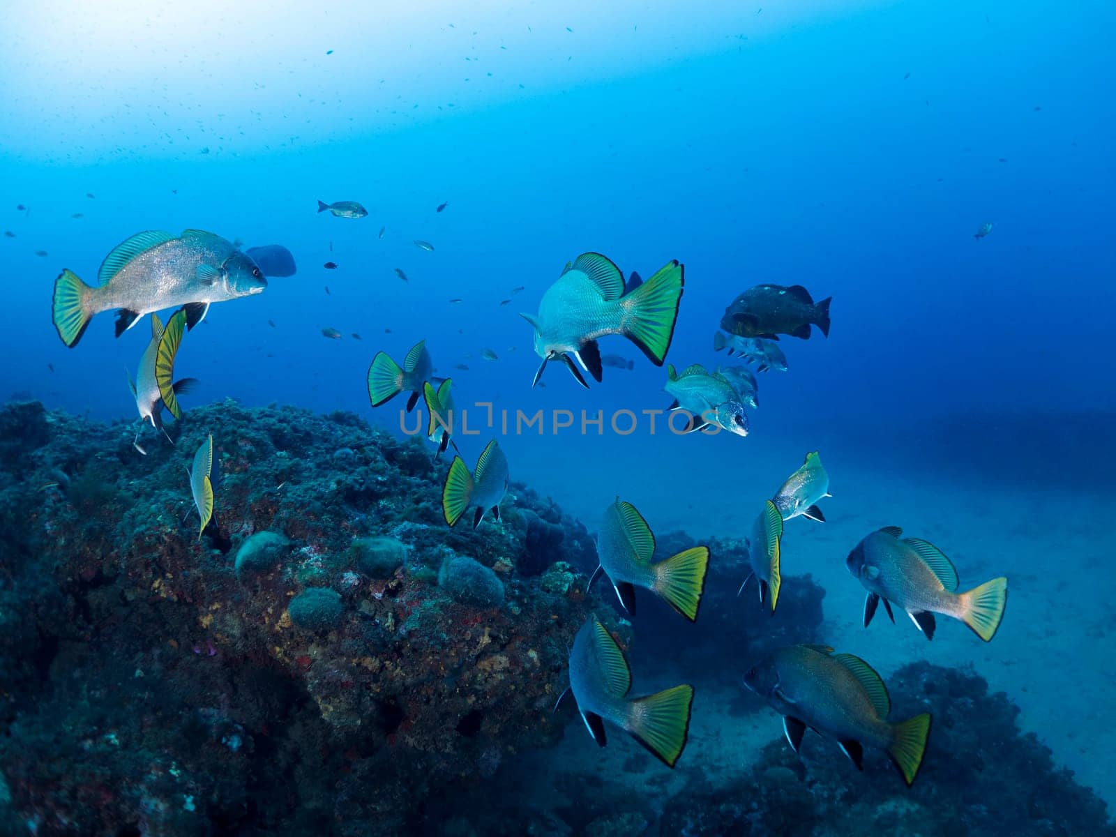 school of fish swimming through the crystal clear sea water, concept of underwater wildlife and marine biodiversity
