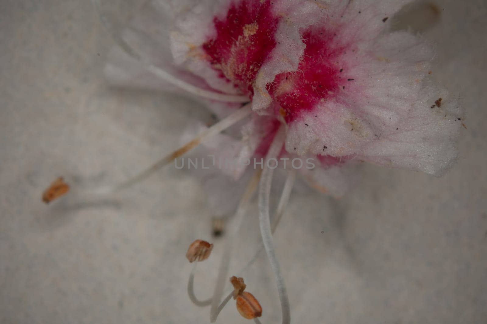 Chestnut tree in bloom with upright inflorescences in close up