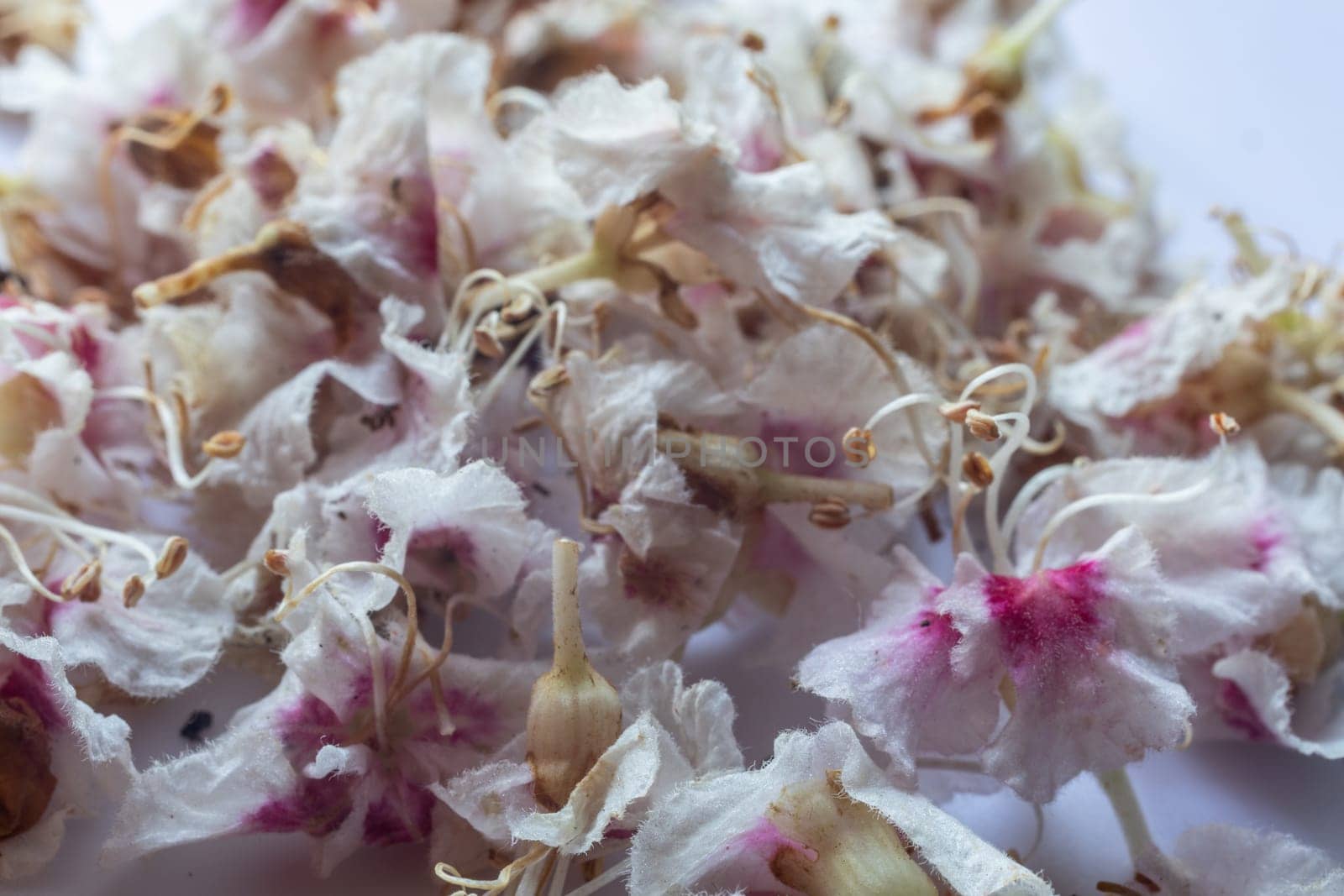 Chestnut tree in bloom with upright inflorescences in close up