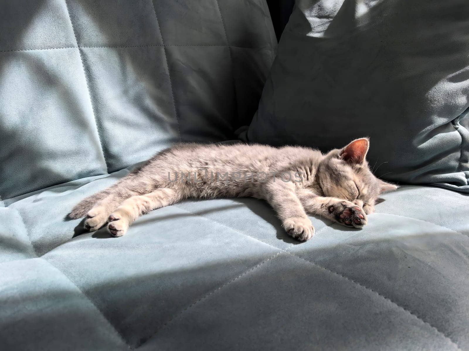 A small gray kitten sleeps comfortably on a sunlit sofa, capturing a peaceful moment.