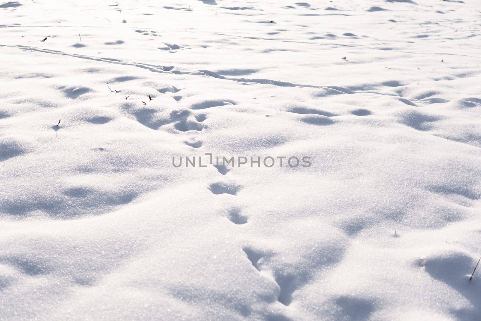 Undisturbed snow blanket with clear animal footprints running across the soft surface, lit by sunlight. Minimalist winter scene symbolizing solitude and nature.