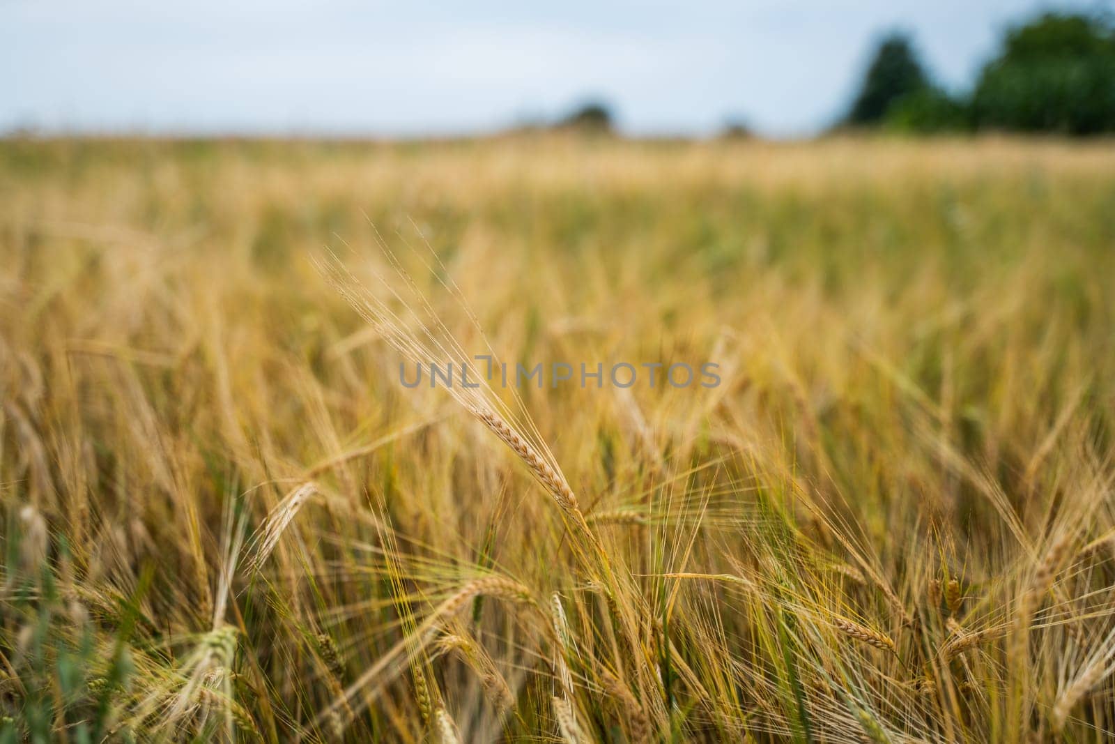 Sharp barley spike emerging from soft yellow field, symbolizing maturity and harvest season. Grain crop thriving under natural sky light.