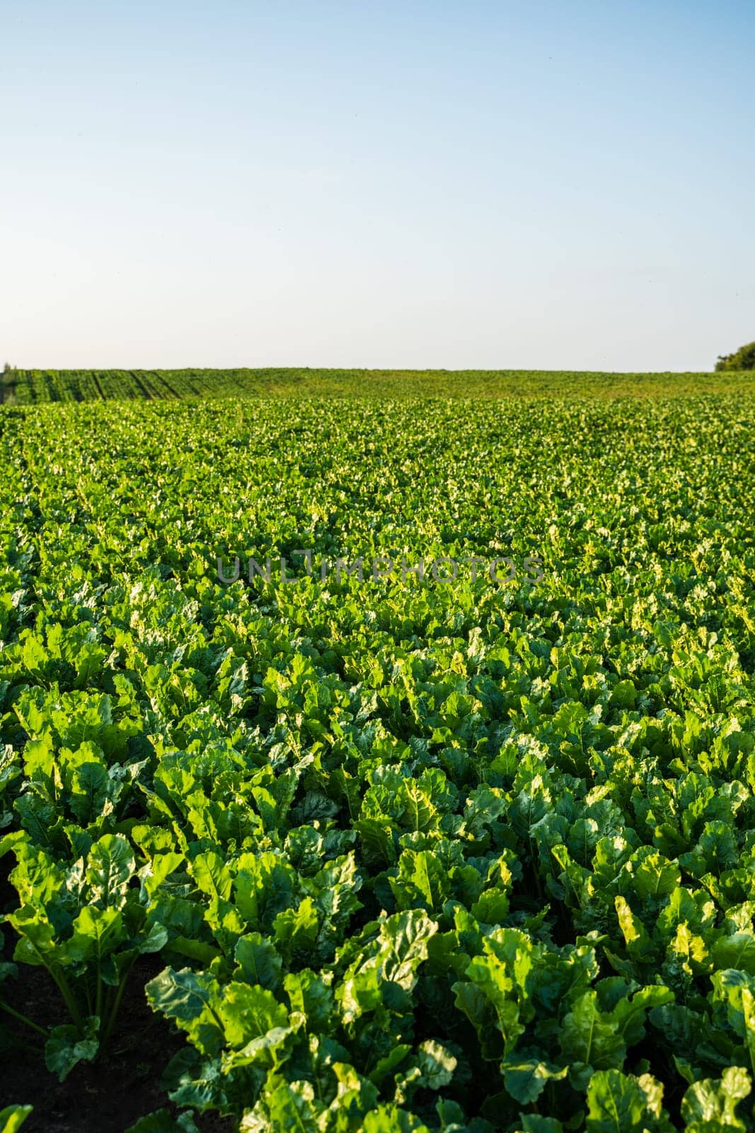 A wide agricultural view of a sugar beet plantation with vibrant green foliage. Perfect sunlight highlights healthy growth and rural agricultural production.