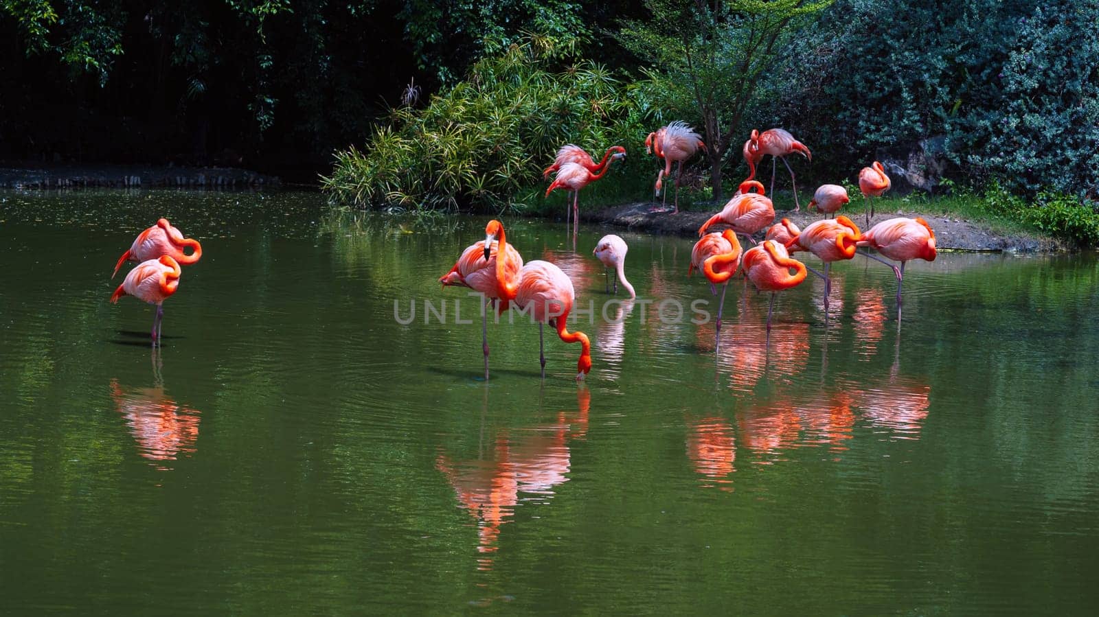 flock of pink flamingos on lake in nature in wild