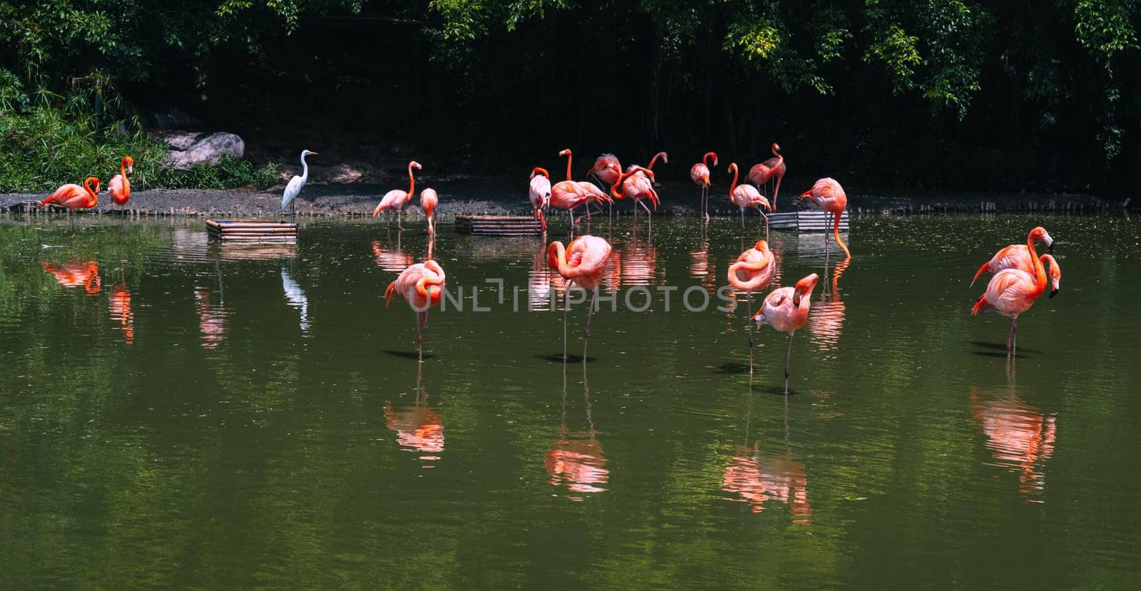 flock of pink flamingos on a lake in the forest in nature in the wild