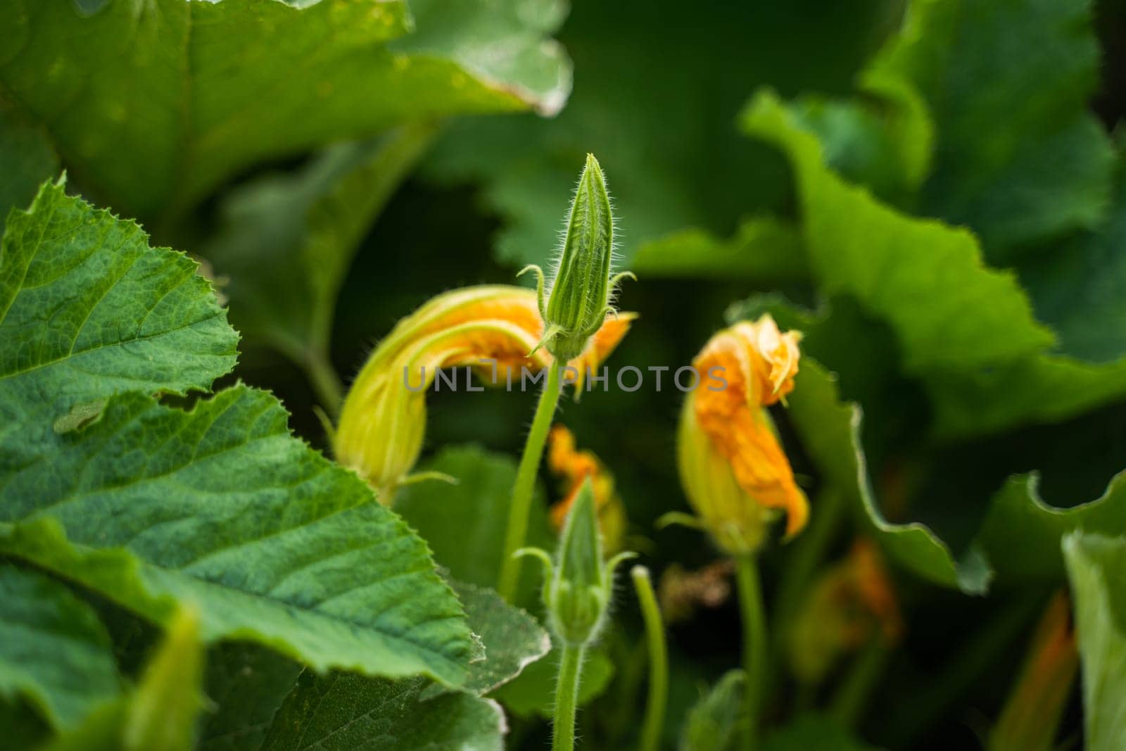 Bright orange pumpkin blossoms and buds rise among thick stems and lush leaves, capturing an early stage of flowering in a rural garden setting.