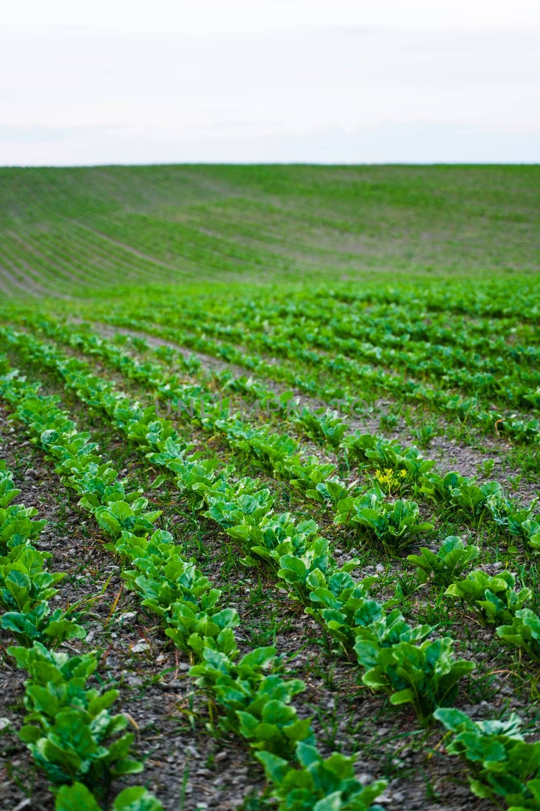 Agricultural field with fresh sugar beet sprouts growing in lines across gently rolling hills under soft evening light