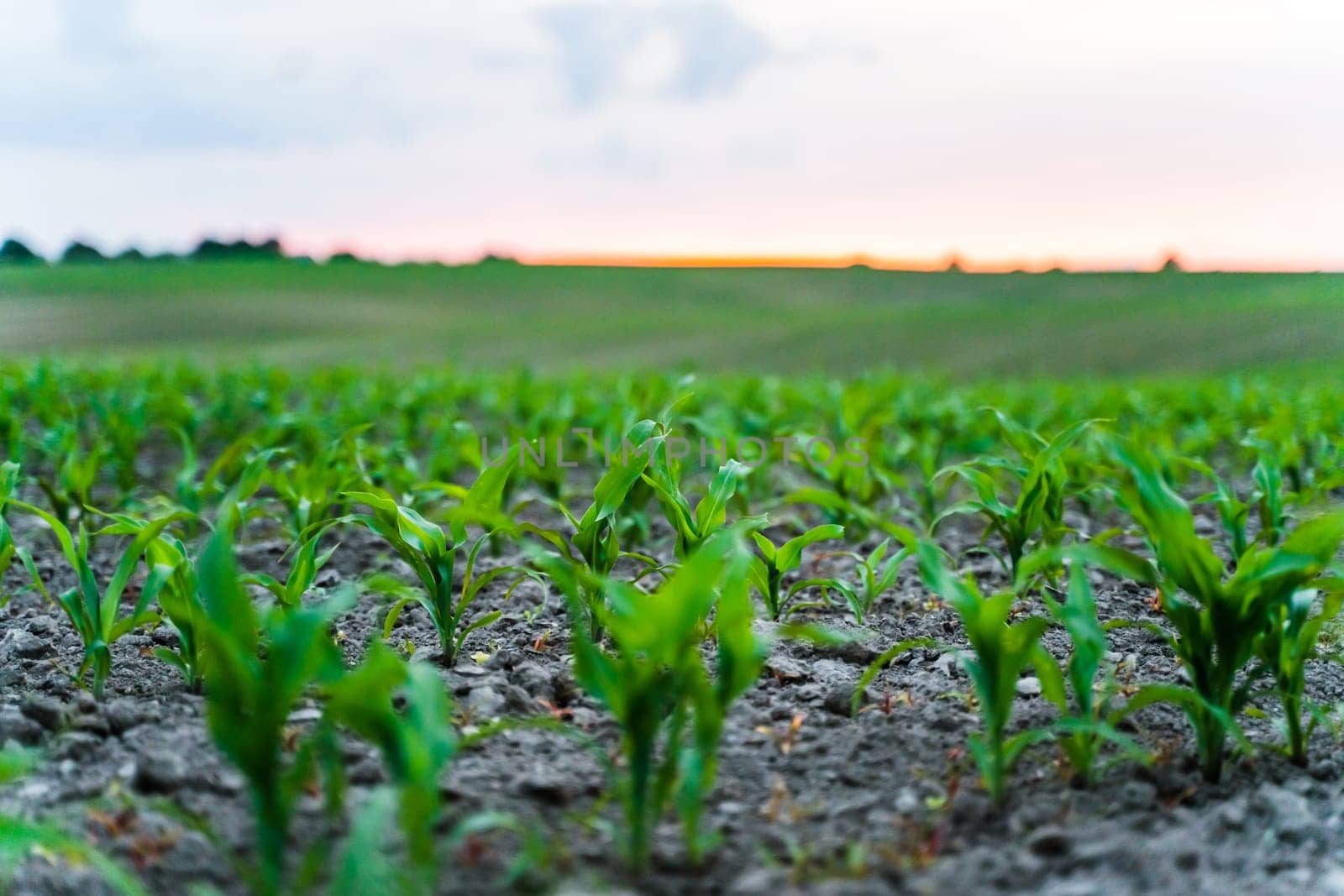 Young corn plants growing in cultivated field with low sunrise light and distant green hills in background