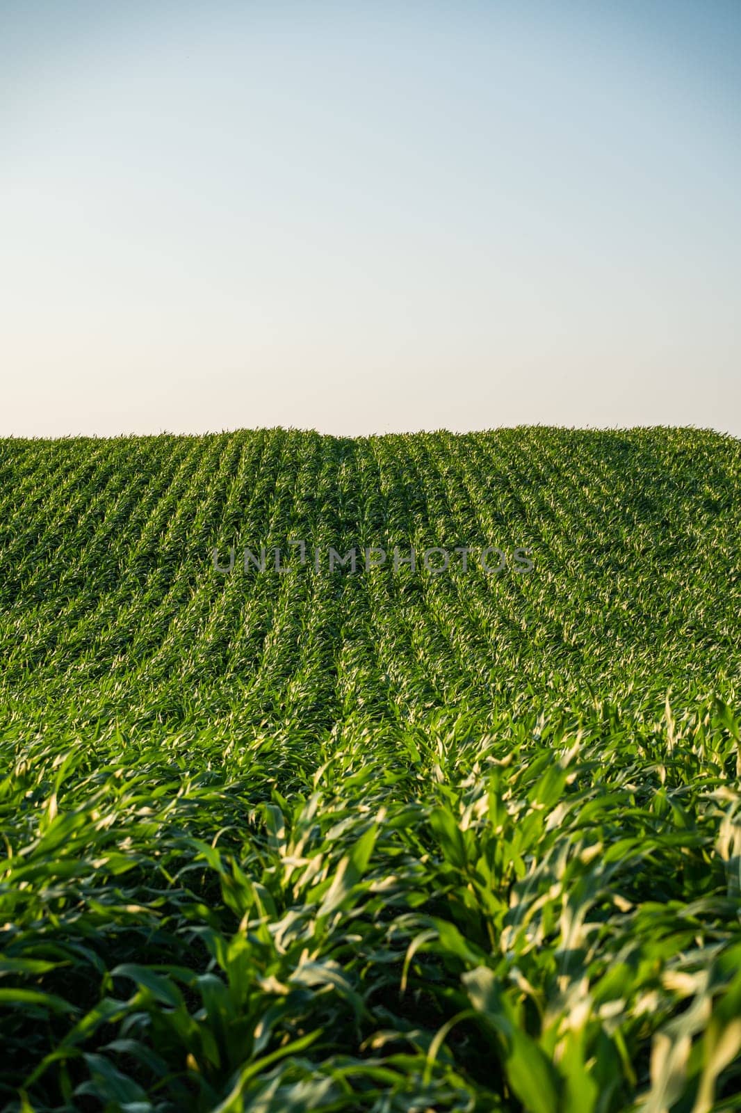 Wide view of mature corn crops planted in curved rows on hilly terrain, basking in soft evening light