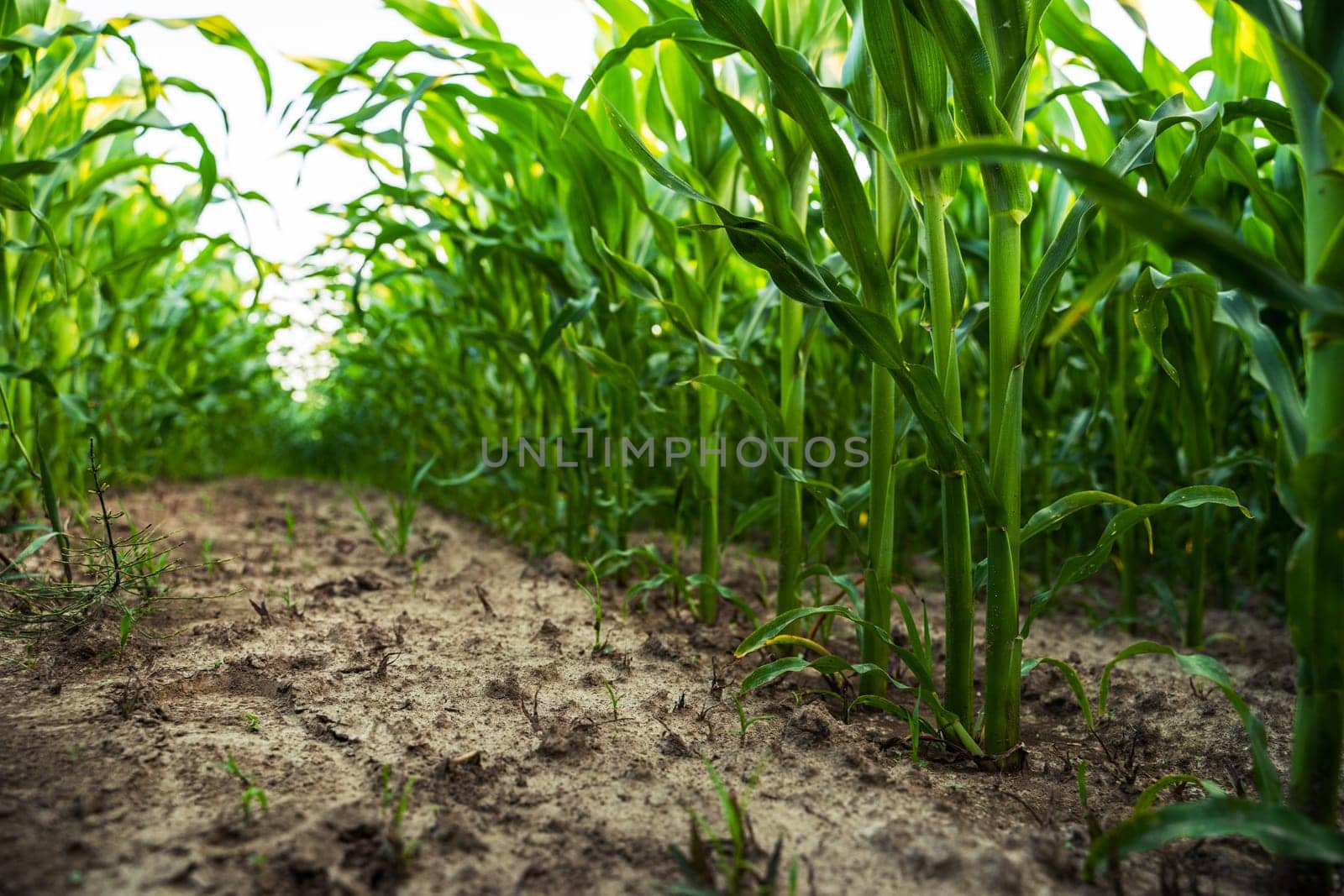 Perspective from the base of tall corn plants growing along tight rows in well-managed farm with visible dry soil