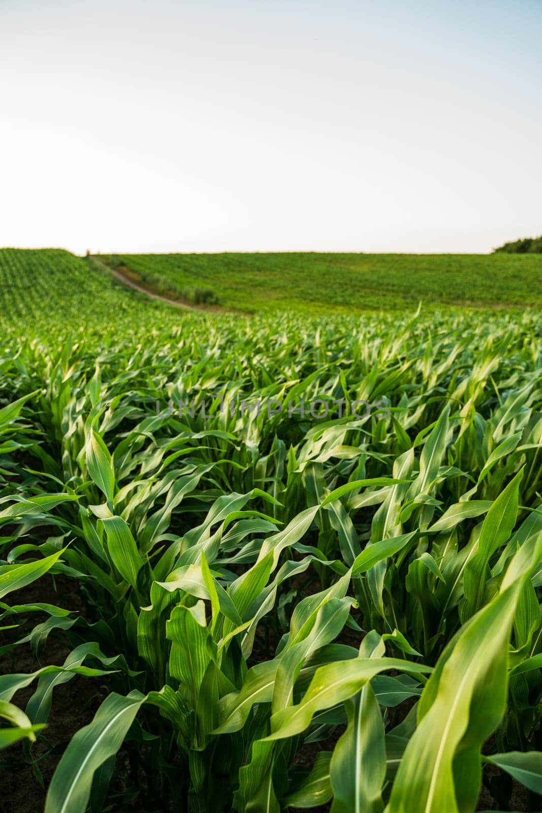 High perspective of green corn plants stretching across hills, with a narrow farm path dividing the field in summer