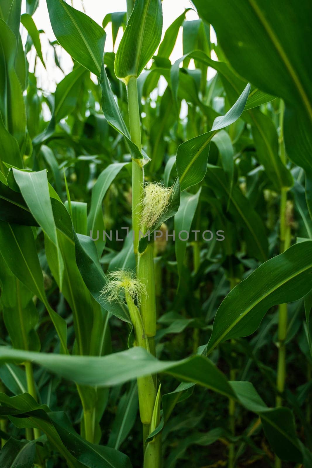 Healthy corn stalk with developing cob and yellow silk stands tall in lush maize field. Close-up detail of leaf structure and growing ears under soft light.