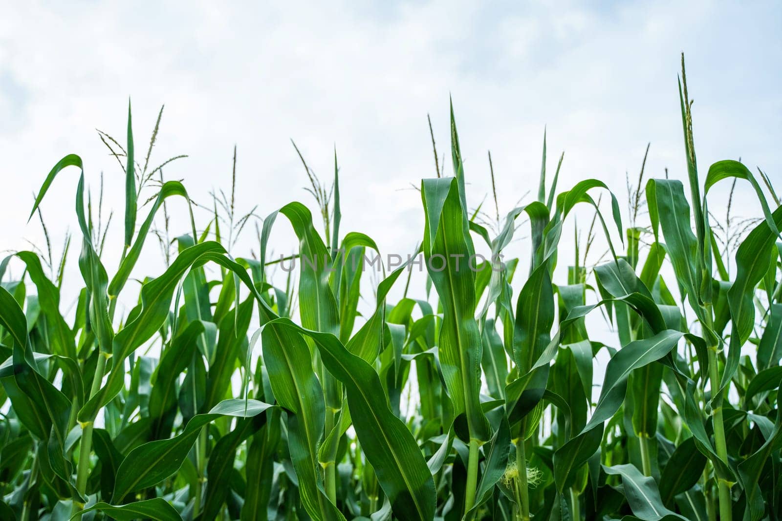 Tall corn plants with fresh green leaves reaching upward, photographed from low angle with cloudy sky above. Rural farming scene in summer season.