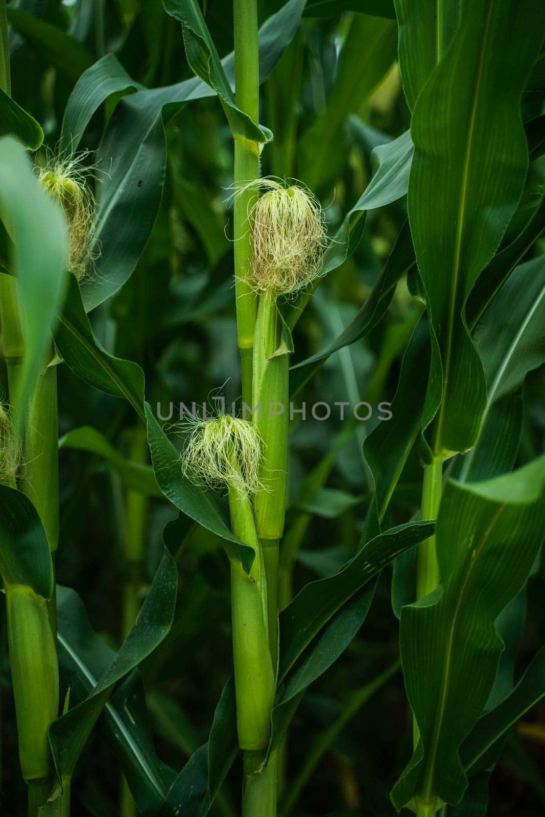 Tight view of two corn stalks with developing ears and fine yellow silks. Lush foliage surrounds the cobs in a healthy, sunlit summer cornfield.
