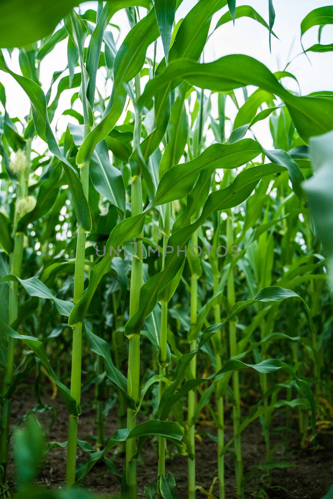 Extensive cornfield showing symmetrical rows of tall maize stalks with vibrant green leaves. Agricultural setting with organic crops growing in summer.