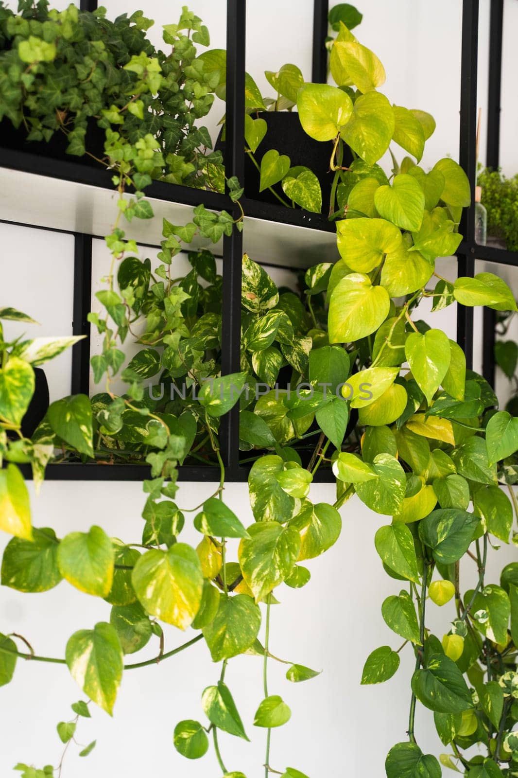 Vibrant pothos vine with heart-shaped leaves cascading from a black metal shelf indoors. The plant displays healthy green and yellow foliage against a bright white background.