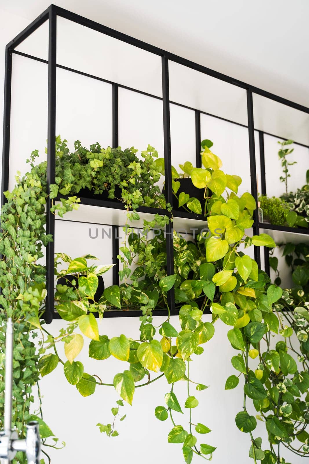 Collection of green leafy indoor plants, including pothos and ivy, arranged on a modern black wall-mounted shelf in bright home interior.